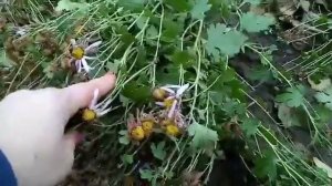 Обрезаем хризантему на зиму и укрываем ее