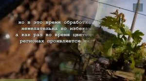 Самый подробный календарь работ Виноградаря!!!