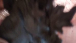 Лепка Годзиллы 2021