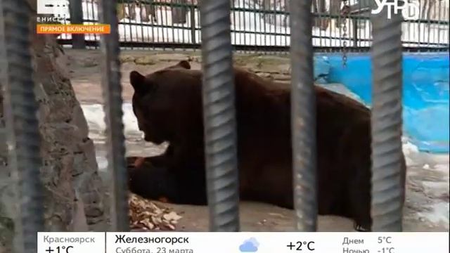 Прямое включение. Праздник комоедицы смотреть онлайн