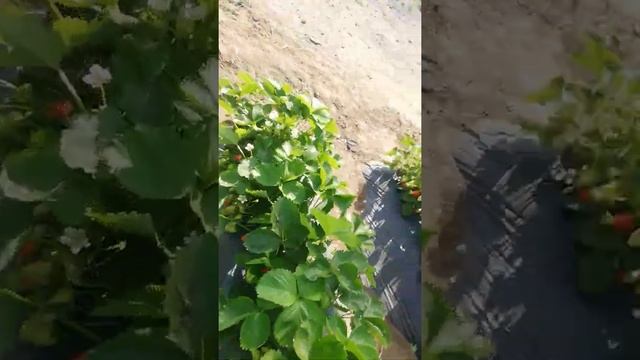 Клубника Клери однорядка. смотреть онлайн