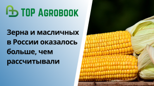 Зерна и масличных в России оказалось больше, чем рассчитывали  | TOP Agrobook: обзор агроновостей