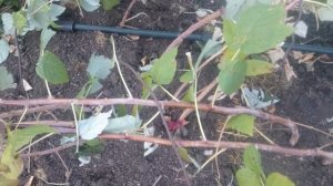 Важно! Подготовка летней малины к зиме.