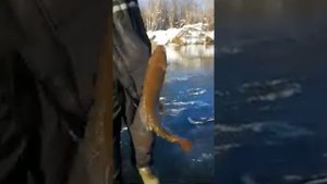 Рыбалка Хариуса на Камчатке с Александром Ковальчуком