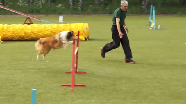 Чемпионат СЗФО по аджилити, 07.06.2014 г., C_11 смотреть онлайн