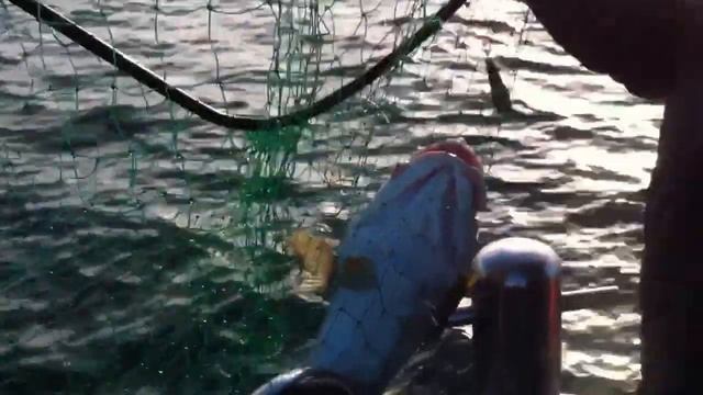 Smashing the cod on sea otter 2 смотреть онлайн