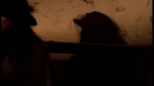 Laure Sainclair goes down a Rabbit Hole