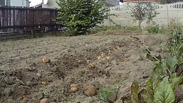 Выпахиваем картошку самодельными выпахивателем. смотреть онлайн