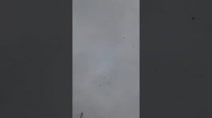 голуби серпастые на перелёте