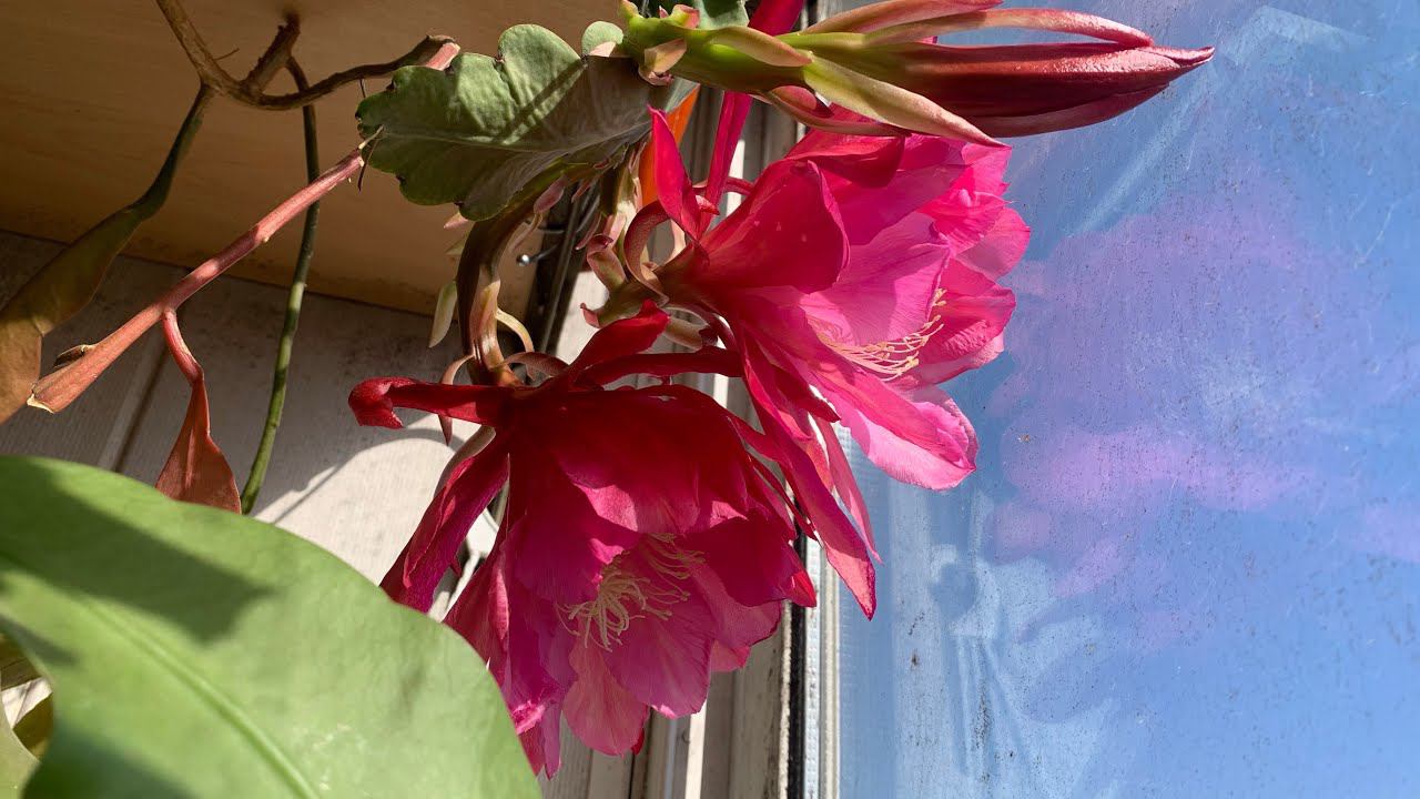 Незапланированное. Диво дивное. смотреть онлайн