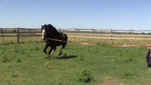 СГН48 Жеребцы производители