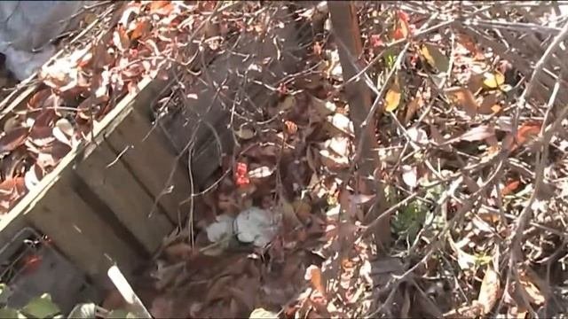барбарис сравнить виды разных сортов