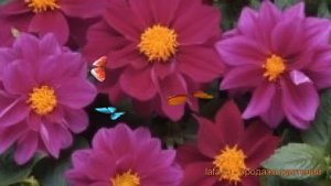 Георгина обыкновенная Виолет Шейдес ? Виолет Шейдес обзор: как сажать, семена георгины Виолет Шейде