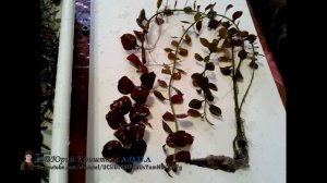 Людвигия ползучая, Репенс (Ludwigia repens). Прополка 04.03.16. Аквариумные растения.