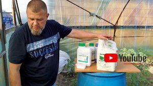 Обязательная обработка томатов бором / Как Бороться с Серой Гнилью На Томатах