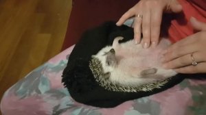 Ежику делают массаж пузика