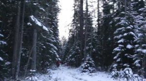 ? Загонная Охота на Лося в ЛО. 3 Декабря 2022.