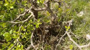 Бонсай из природы,  стоит ли выкапывать.