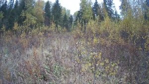 Охота на лося с лайкой 2021.Гон лося продолжается.Охота как она есть.Moose Hunting.