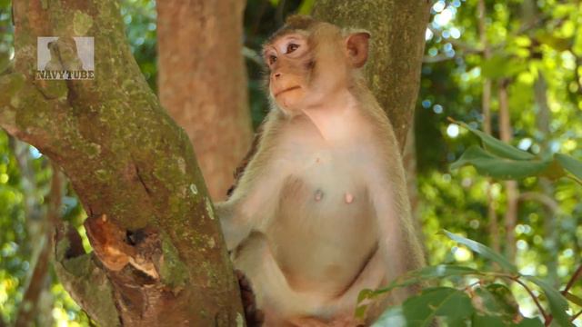 Cardzilla group update!Three Abandon Monkeys Easily Join Group While Big Monkey Samson Becomes King смотреть онлайн