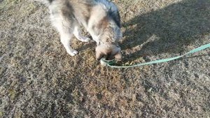 Дрессировка маламута! ?