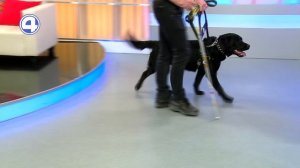 Жизнь на ощупь. Жизнь собак-поводырей. Сергей Мамаев | Утренний Экспресс