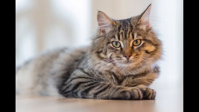 Кошка, гулявшая сама по себе (Р. Киплинг ) смотреть онлайн