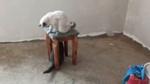 Котики Лелик и Боня. Работают, отдыхают, заботятся о нас, и все это они - наши любимки.