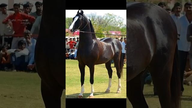 Мир красивых лошадок! ???❤️?? смотреть онлайн