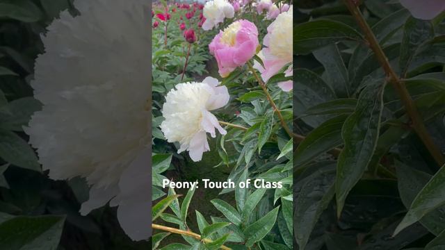 Peony: Touch of Class. #paeonia #peony #peonies #perennial #gardening