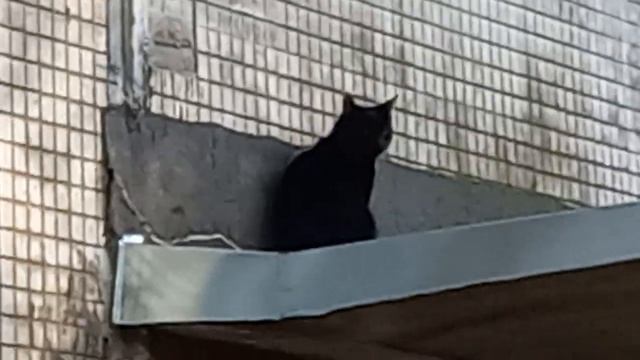 Кот на козырьке подъезда. смотреть онлайн