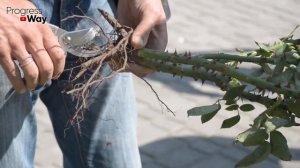 Быстрое формирование корней у розы. Корни полезут на глазах!