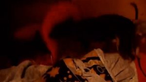 Той терьер Хвост купируем. The tail arresting. The Terrier and the Sphinx