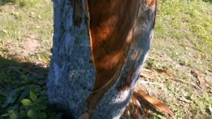 Собака ободрала кору с яблони. Спасаем дерево!