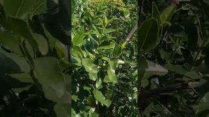 Зизифус не плодоносит