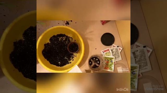 Сажаю циперус смотреть онлайн