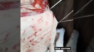 Что за зверь? Честный отзыв охотника шкуросъёмный нож из стали х12мф работа по шкуре
