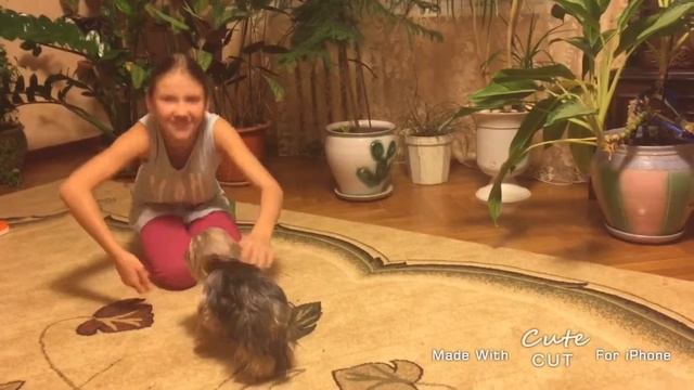 Как ухаживать за Йорком смотреть онлайн