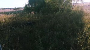 Утренняя охота с легавой на куропатку и перепела.