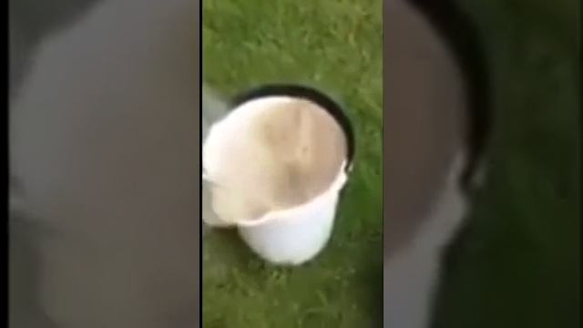 Как почистить 3 кг  картошки за 1 мин  прикол смотреть онлайн