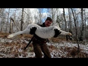 Лютый Выезд. Собака таскает Зайцев! Вытропил мощного Беляка.