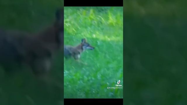 Coyote had no chance #laststand #crazy #shooting #hunting #fail #outdoors смотреть онлайн