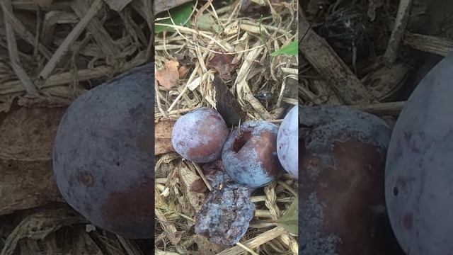 Павлиний глаз. смотреть онлайн