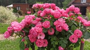 Штамбовая роза Ангела! Чудо-чудное!