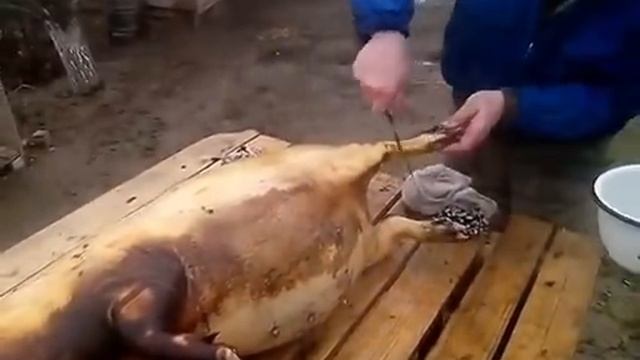 Вьетнамские свиньи.  Опаливание и разделка на полутушки. Vietnamese pigs. Singeing and evisceration