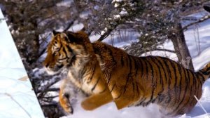 АМУРСКИЙ ТИГР - ИНТЕРЕСНЫЕ ФАКТЫ О ЖИВОТНЫХ