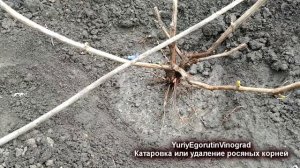 ? Катаровка винограда. Зачем удаляют росяные корни на винограде. Многие виноградари это не делают