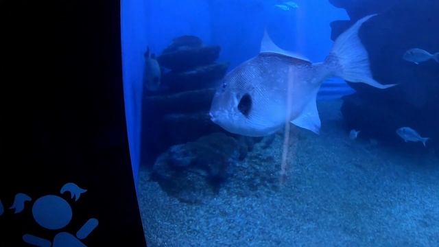 Аквариум.Мы Плаваем со скатами. Palma Aquarium.Аквариум на Майорке. Видео для детей.Детский канал