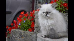 Ирина Муравьёва - Я - кошка, кошка, кошка...