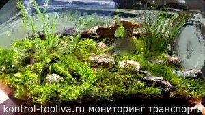 Что можно сделать из мха своими руками